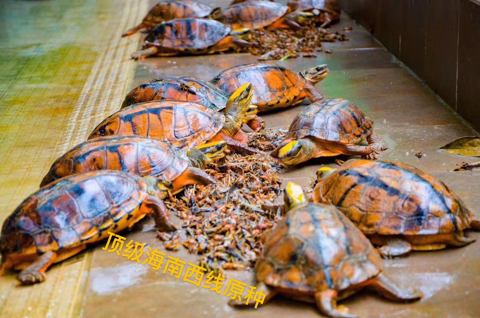 海南极品西线